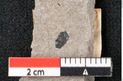 Foto (Detailansicht) von Plantae indet.  (NHMW-GEO-2024-0188-6688)
